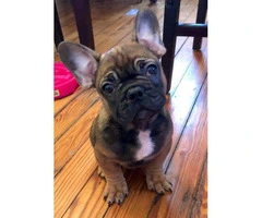 Red Sable French Bulldog Puppy for Sale - 4