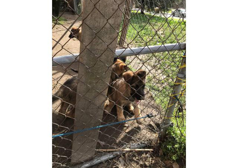 6 German Shepherd puppies available