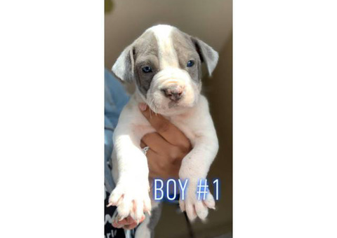 2 boys and 5 girls left blue nose American pitbulls