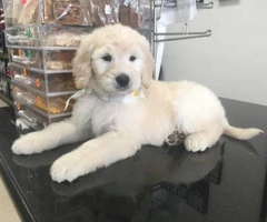 Sweet Goldendoodle puppies for sale - 1