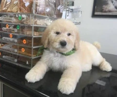 Sweet Goldendoodle puppies for sale - 2