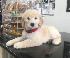 Sweet Goldendoodle puppies for sale - 3