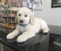 Sweet Goldendoodle puppies for sale - 4