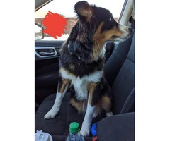 Rescue Border Collies for rehoming - 2