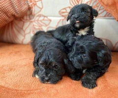 Toy Maltipoo Puppies Looking For Homes text  (802) 265-6723
