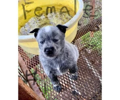 6 Blue Heeler puppies for sale