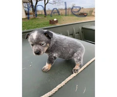 6 Blue Heeler puppies for sale - 2