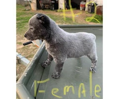 6 Blue Heeler puppies for sale - 3