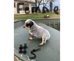 6 Blue Heeler puppies for sale - 6