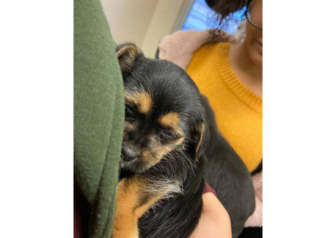 Miniature schnauzer puppy looking for a loving family