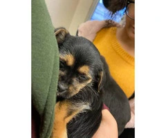 Miniature schnauzer puppy looking for a loving family
