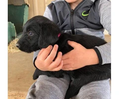 Labradoodle Puppies to be rehomed