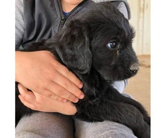 Labradoodle Puppies to be rehomed - 3