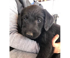 Labradoodle Puppies to be rehomed - 4