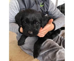 Labradoodle Puppies to be rehomed - 6