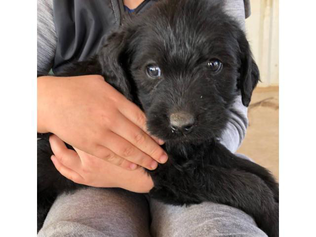 Labradoodle Puppies to be rehomed in Seymour, Texas ...