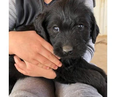 Labradoodle Puppies to be rehomed - 7