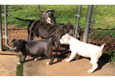2 Pit Bull puppy up for adoption