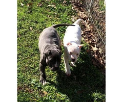 2 Pit Bull puppy up for adoption - 2