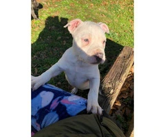 2 Pit Bull puppy up for adoption - 3