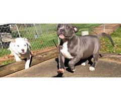 2 Pit Bull puppy up for adoption - 4