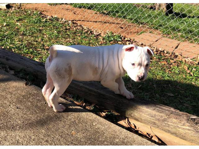 2 Pit Bull puppy up for adoption in Morrow,