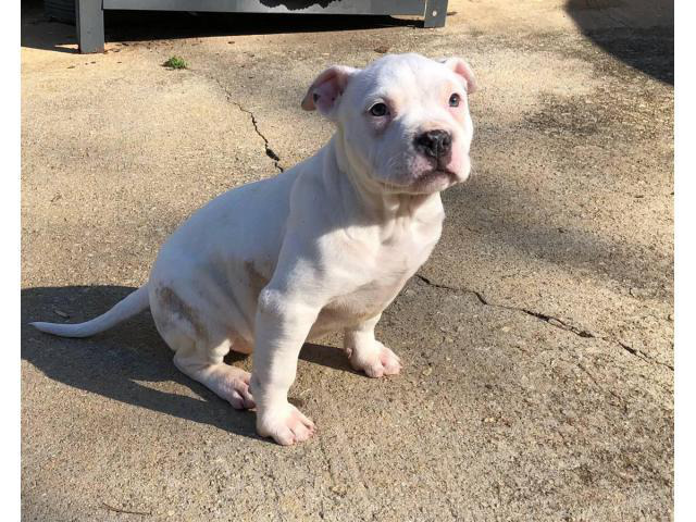 Pitbull Puppies For Adoption Near Me