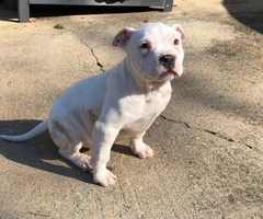 2 Pit Bull puppy up for adoption - 8
