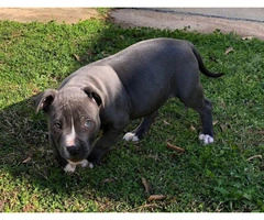 2 Pit Bull puppy up for adoption - 11