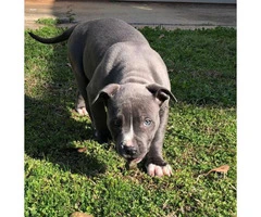 2 Pit Bull puppy up for adoption - 12