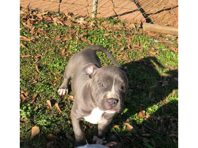 2 Pit Bull puppy up for adoption in Morrow,