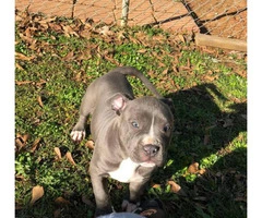 2 Pit Bull puppy up for adoption - 13