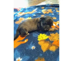Shih Tzu puppies 4 females and 2 males - 5