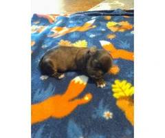Shih Tzu puppies 4 females and 2 males - 7