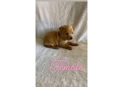 Two apple head teacup chihuahua puppies