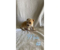 Two apple head teacup chihuahua puppies - 3
