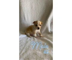 Two apple head teacup chihuahua puppies - 4