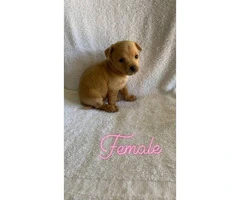 Two apple head teacup chihuahua puppies - 5
