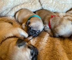 One male full breed pug puppy left
