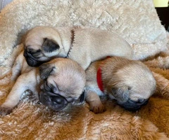 One male full breed pug puppy left - 2