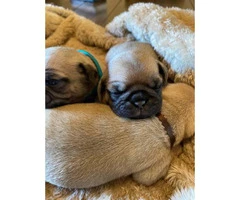 One male full breed pug puppy left - 4
