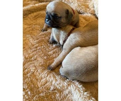 One male full breed pug puppy left - 5
