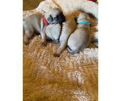 One male full breed pug puppy left - 6