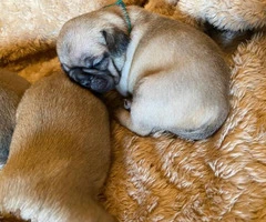 One male full breed pug puppy left - 8