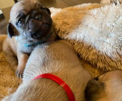 One male full breed pug puppy left - 9