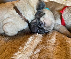 One male full breed pug puppy left - 10