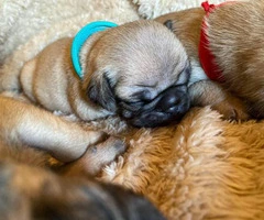 One male full breed pug puppy left - 11