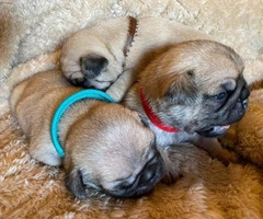 One male full breed pug puppy left - 12