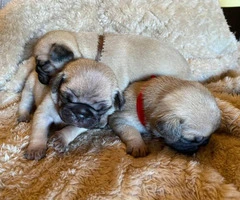 One male full breed pug puppy left - 13