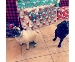 One male full breed pug puppy left - 14